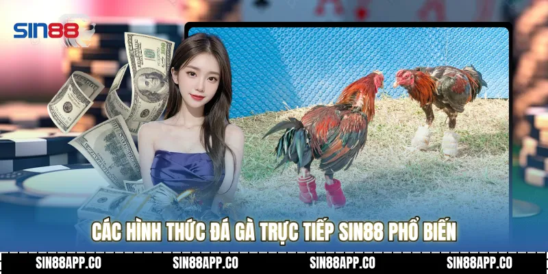 Đá Gà Trực Tiếp - Đấu Trường Sinh Tử Đỉnh Cao 2026 Tại Sin88 Các hình thức đá gà trực tiếp Sin88 phổ biến