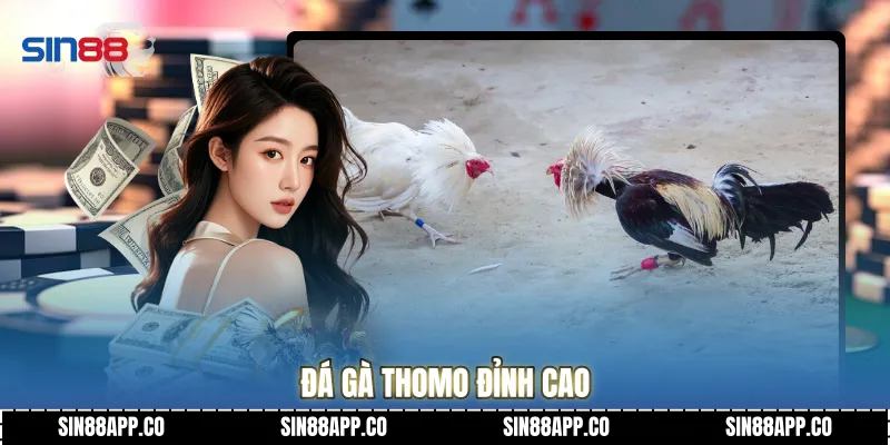 Đá Gà Trực Tiếp - Đấu Trường Sinh Tử Đỉnh Cao 2026 Tại Sin88 Đá gà Thomo đỉnh cao