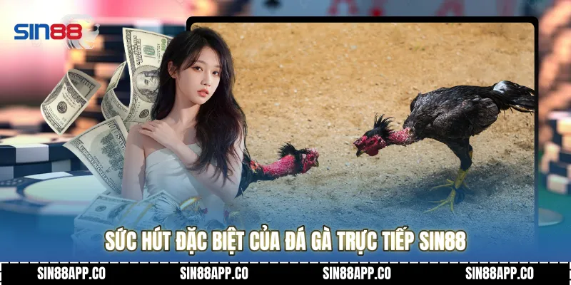 Đá Gà Trực Tiếp - Đấu Trường Sinh Tử Đỉnh Cao 2026 Tại Sin88 Sức hút đặc biệt của đá gà trực tiếp Sin88