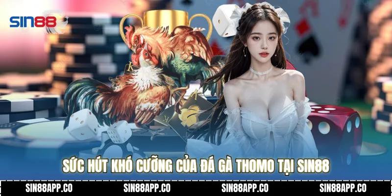 Đá Gà Thomo - Đấu Trường Rực Lửa Và Những Chiến Kê Huyền Thoại Sức hút khó cưỡng của Đá gà thomo tại Sin88